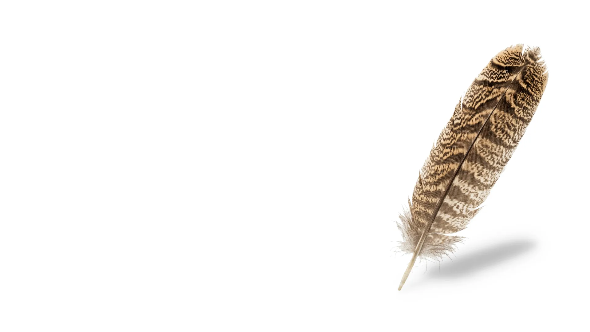 Concept image of an owl feather